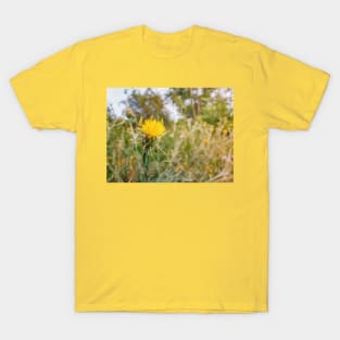 yellow starthistle T-Shirt